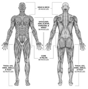 Muscle Reactivation - Utah Sports and Wellness